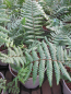 Preview: Dryopteris wallichiana 2