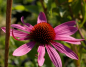 Preview: Echinacea purpurea Magnus 2