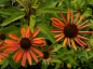 Preview: Echinacea purpurea Sundown 2