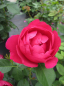 Preview: Edelrose Ascot 2