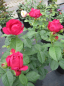 Preview: Edelrose Ascot 3