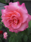 Preview: Edelrose Ashley 1
