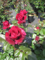 Preview: Edelrose Bellevue 1