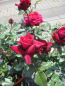 Preview: Edelrose Bellevue 2