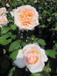 Preview: Edelrose Better Times 1