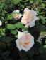 Preview: Edelrose Better Times 2