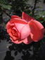 Preview: Rosa Bijou Corail ® - Edelrose - Duft++++ - Delbard-Rose