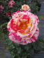 Preview: Edelrose Rosa Broceliande 3