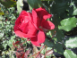Preview: Edelrose Burgundy Vaza 2