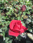 Preview: Edelrose Burgundy Vaza 3
