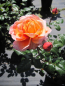 Preview: Edelrose Capri 1