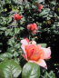 Preview: Edelrose Capri 3