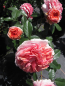 Preview: Edelrose Chippendale 4
