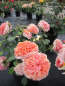 Preview: Edelrose Chippendale 2