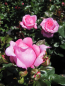 Preview: Edelrose Desiree 1