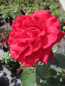 Preview: Edelrose Duftzauber 1