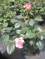 Preview: Edelrose Elle 4