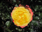 Preview: Edelrose Flaming Star 1