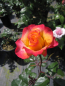 Preview: Edelrose Flaming Star 2