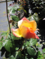 Preview: Rosa Gartenspaß 6