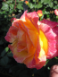 Preview: Edelrose Gartenspaß 1