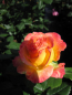 Preview: Rosa Gartenspaß 4