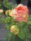 Preview: Edelrose Lady Capri 1