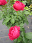 Preview: Edelrose Marietta 2