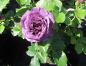 Preview: Edelrose Minerva 1