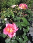 Preview: Edelrose Pink Paradies 3