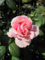 Preview: Edelrose Schoene Maid 1