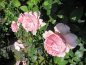 Preview: Edelrose Schoene Maid 2