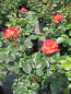 Preview: Edelrose Vulcano 2