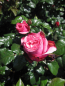 Preview: Edelrose Wildberry 2