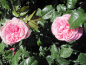 Preview: Edelrose Wildberry 3