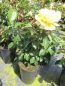 Preview: Edelrose Winter Sun 3