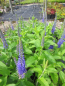 Preview: Ehrenpreis Blauriesin3