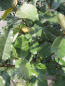 Preview: Elaeagnus ebbingei compacta 2