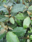 Preview: Elaeagnus ebbingei compacta 4