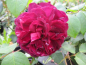 Preview: Englische Rose Cardinal Hume