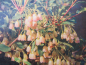 Preview: Enkianthus campanulatus Wallaby 1