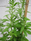 Preview: Chenopodium ambrosioides 1