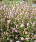 Preview: Mentha species 1