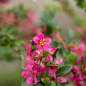 Preview: Escallonia William Watson 1