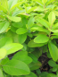 Preview: Andenstrauch Pink Lemon 4