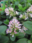 Preview: Escallonia laevis Pink Elle - Andenstrauch Pink Elle - 30-40cm