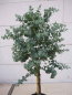 Preview: Eucalyptus gunnii Azura Stämmchen
