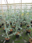 Preview: Silberblättriger Eukalyptus Baby Blue 2