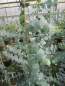 Preview: Silberblättriger Eukalyptus Baby Blue 1