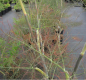 Preview: Foeniculum vulgare Giant Bronze 2